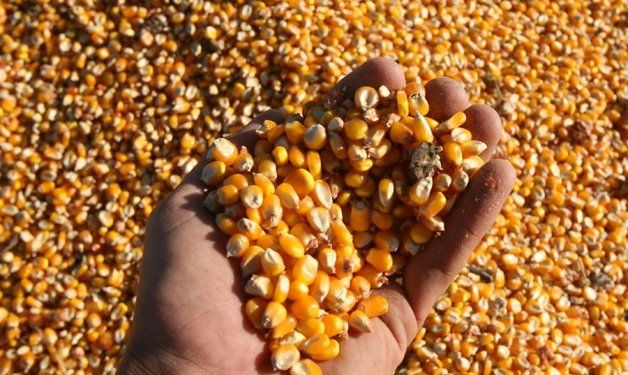 España flexibiliza las condiciones para importar maíz de Argentina y Brasil