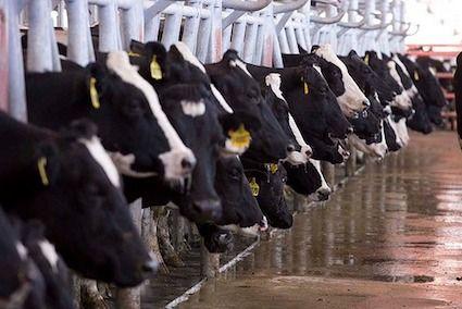 Sector lácteo y ganadero, se pronuncia