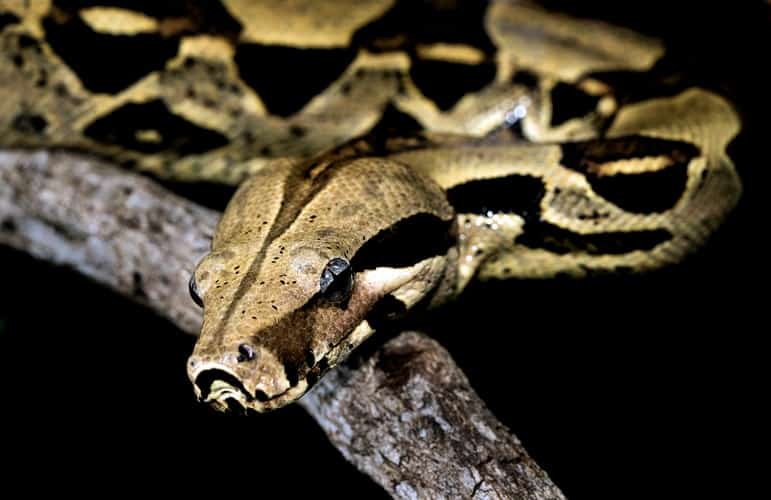 Mujer recibe un año de prisión por transportar una serpiente
